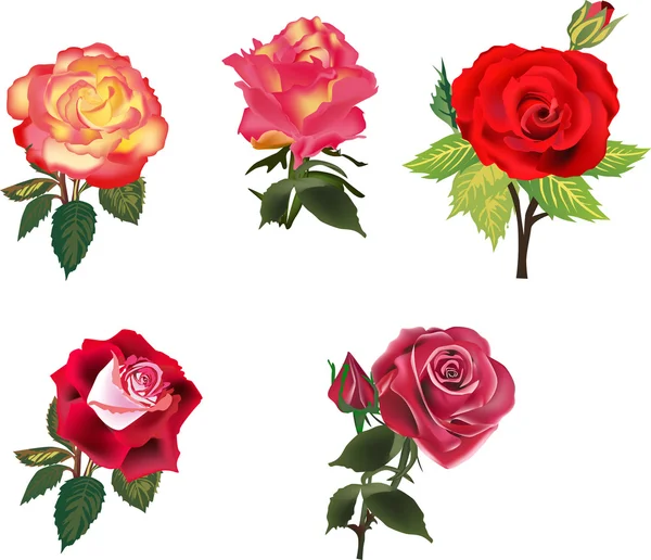 Colección de cinco rosas rojas y naranjas aisladas — Vector de stock