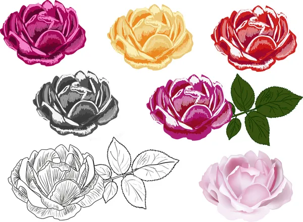 Seven different styles rose isolated on white — Stock Vector