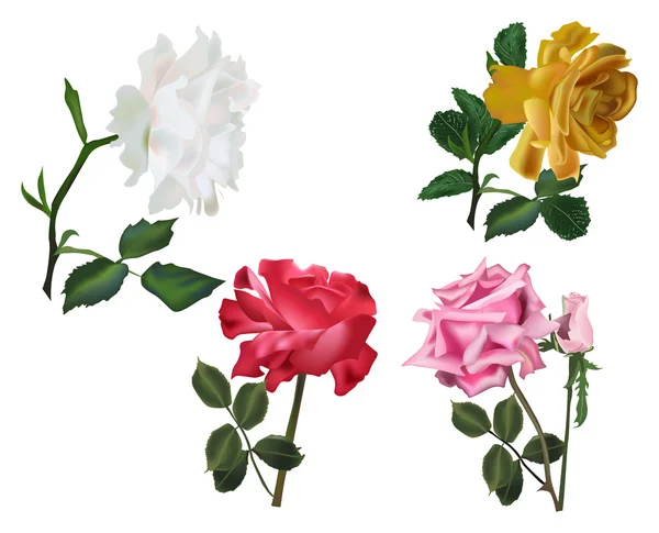Four color isolated rose flowers set — Stock Vector