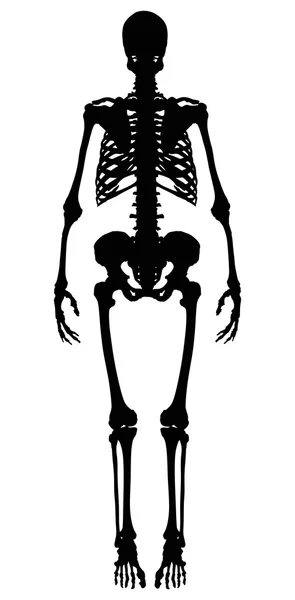 Einzelne schwarze isolierte Silhouette des Skeletts — Stockvektor