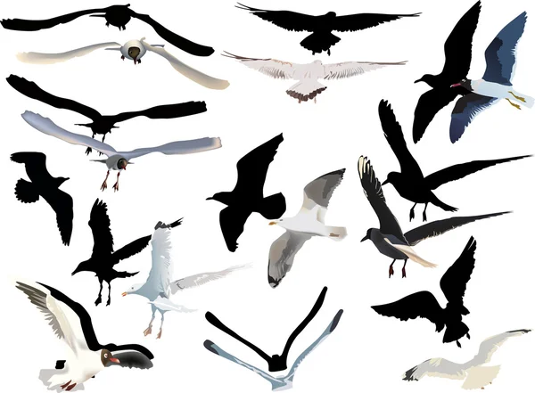 Gulls collection on white background — Stock Vector