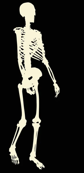 Единый светлый силуэт человеческого скелета — стоковый вектор