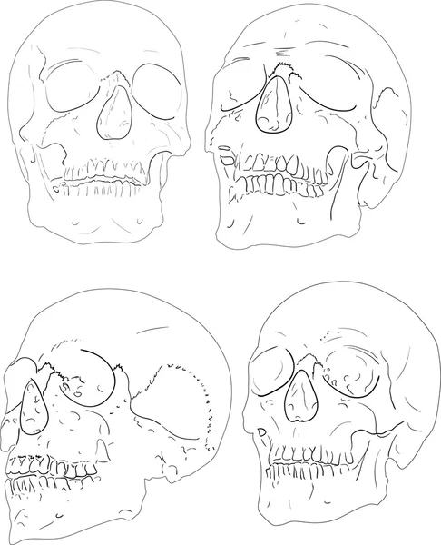 Quatre croquis de crâne isolés sur blanc — Image vectorielle