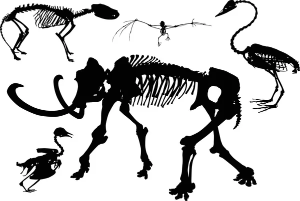 Ensemble d'animaux et d'oiseaux squelettes isolés sur blanc — Image vectorielle