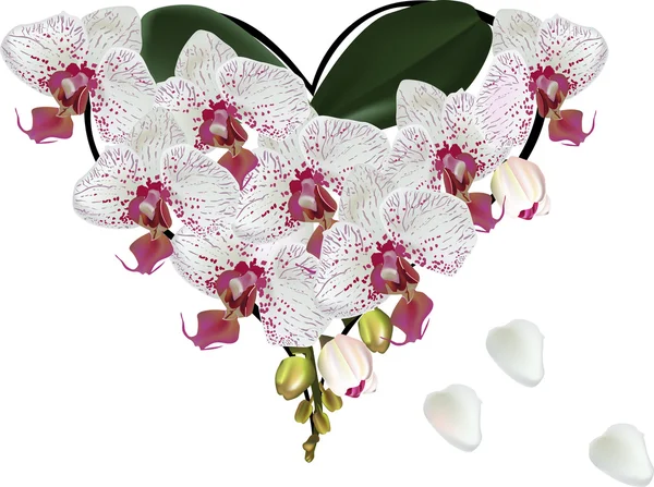 Luce maculata cuore orchidee — Vettoriale Stock