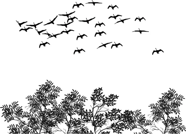 Cisnes negros y árboles aislados en blanco — Vector de stock
