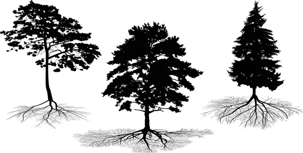 Kökleri ile üç ağaç siluetleri — Stok Vektör