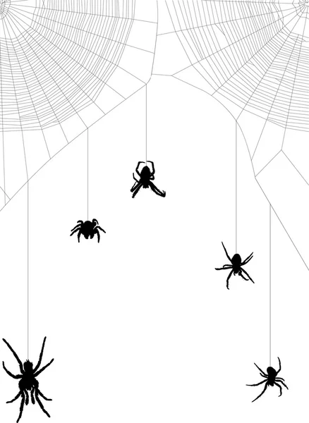 Five black spiders in web on white — Stock Vector