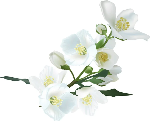 Ramo di fiore di gelsomino isolato su illustrazione bianca — Vettoriale Stock