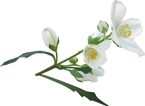 Jasmine flower branch geïsoleerd op witte illustratie — Stockvector
