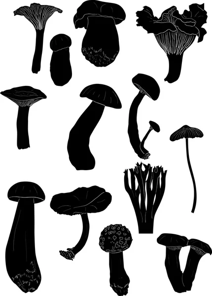 Thirteen mushrooms on white — Stock Vector