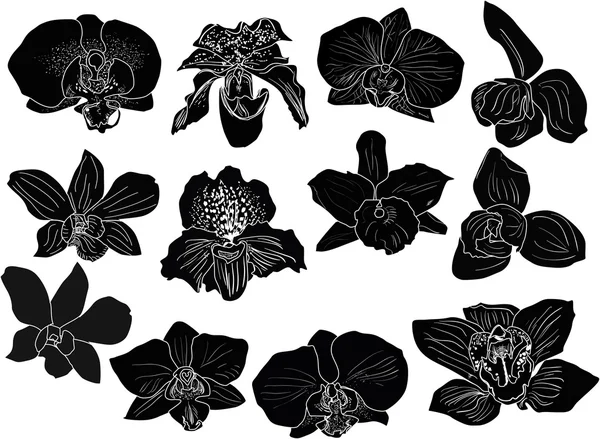 Sammlung von zwölf Orchideensilhouetten — Stockvektor