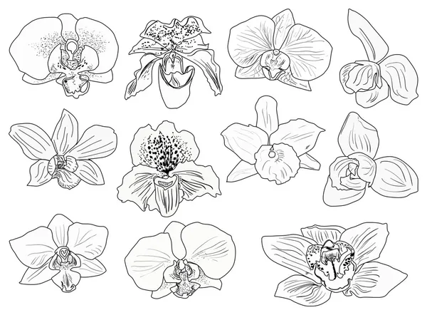 Undici schizzi neri dei fiori del orchid — Vettoriale Stock
