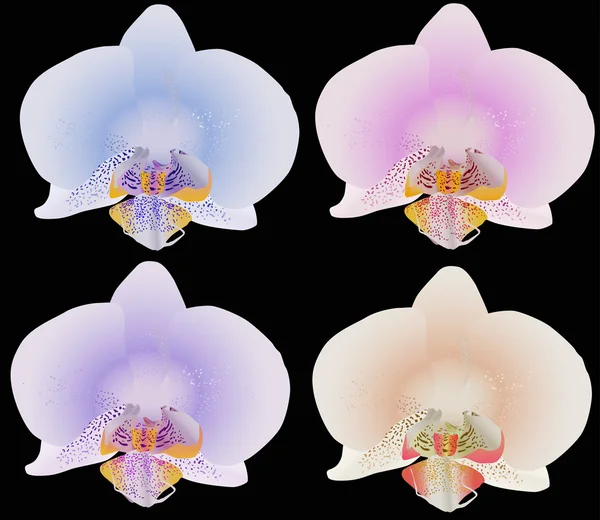 Four colors orchids on black — Stock Vector