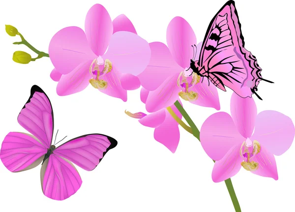 Flores de orquídea rosa y dos mariposas — Vector de stock