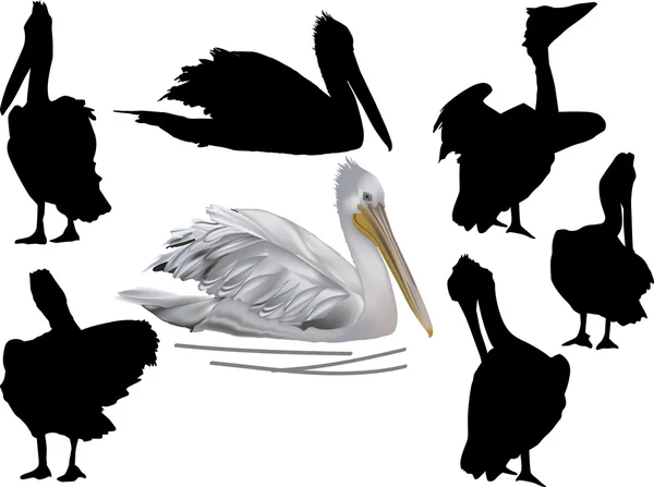 Set of pelicans isolated on white — Stock Vector