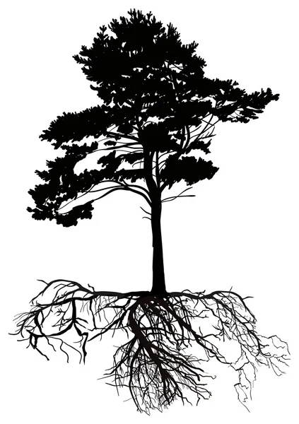 Ізольоване чорне соснове дерево з великим коренем — стоковий вектор
