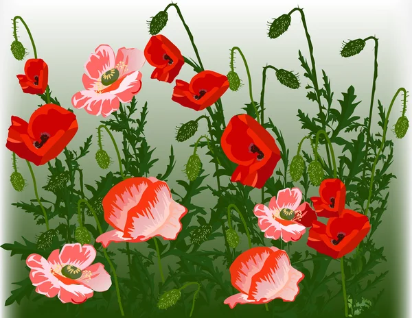 赤と緑のケシの花イラスト — ストックベクタ