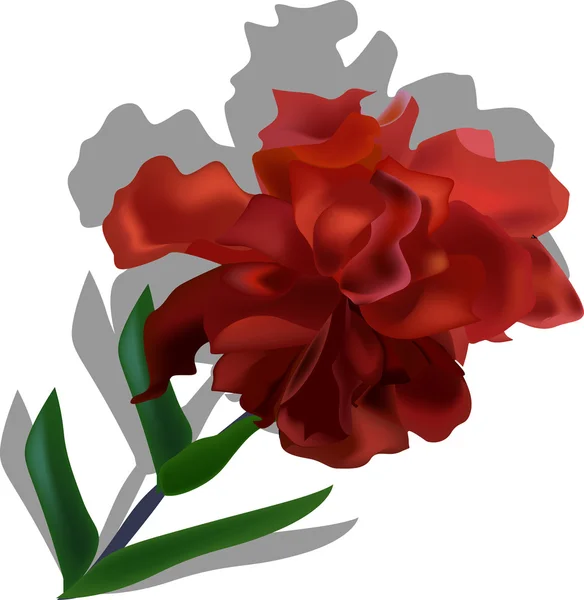 Fleur rouge foncé avec ombre isolée sur blanc — Image vectorielle