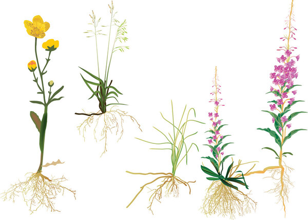 дикие растения с корнями, изолированными на белом
