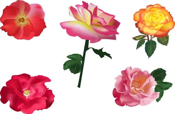 Colección de cinco rosas aisladas en blanco — Vector de stock