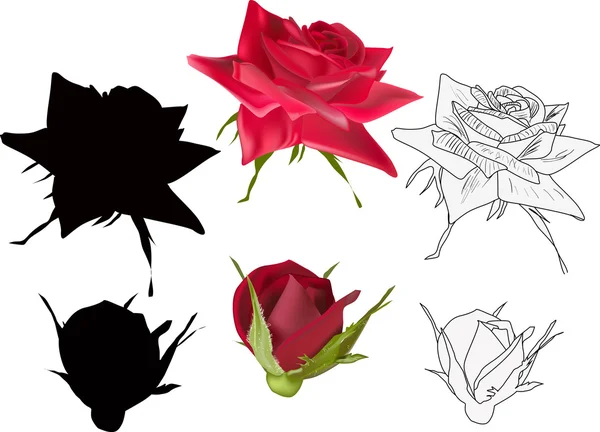 Different styles of red roses isolated on white — Stock Vector