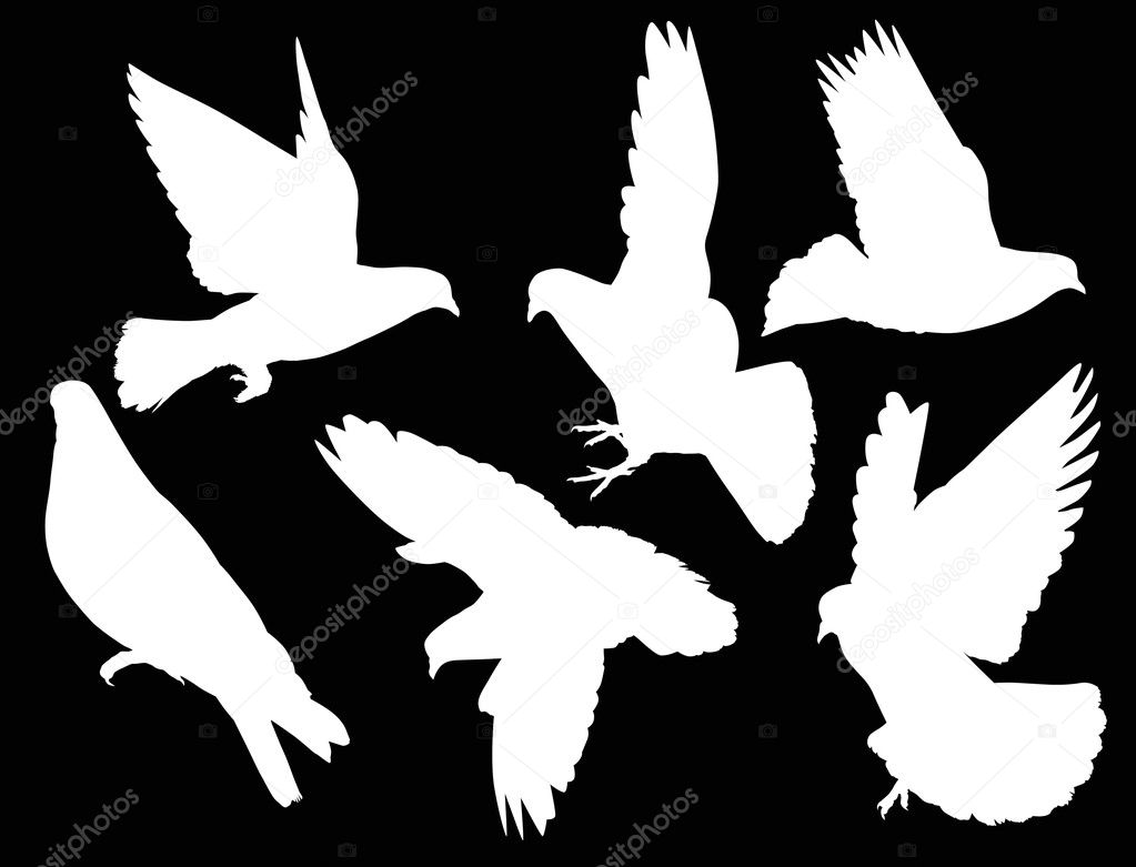 six isolated white pigeons
