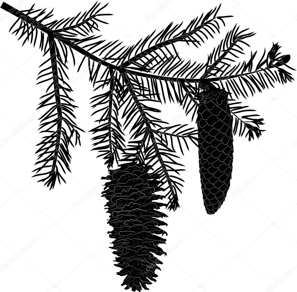 black fir branch with two cones on white