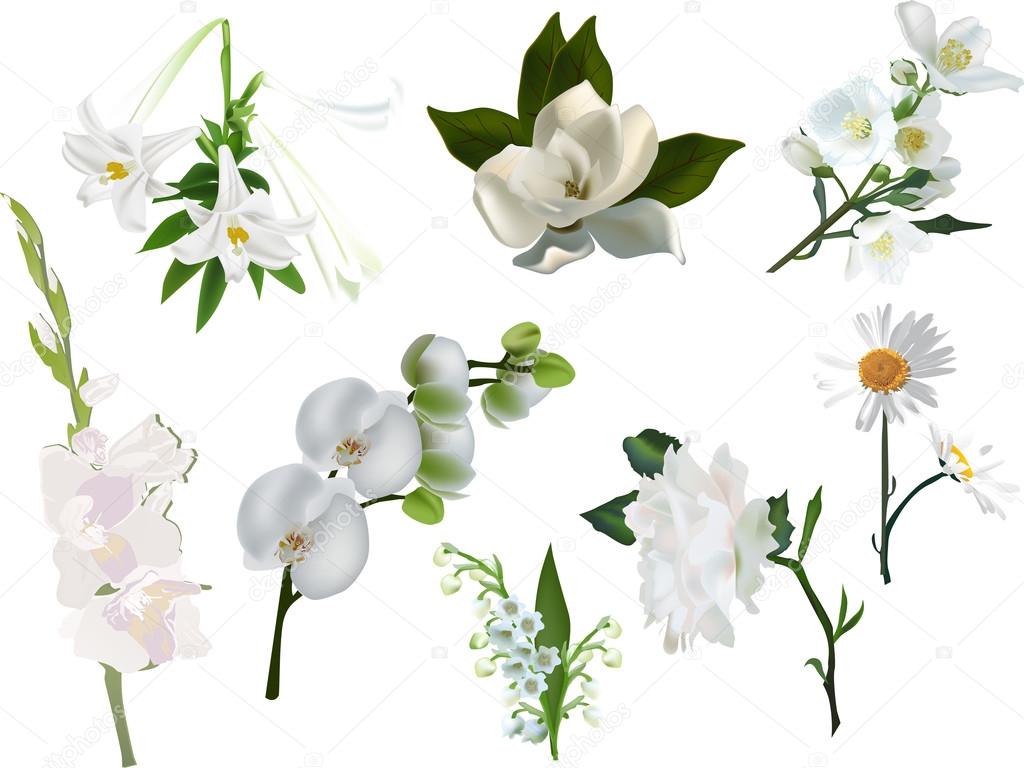 collection of isolated white flowers