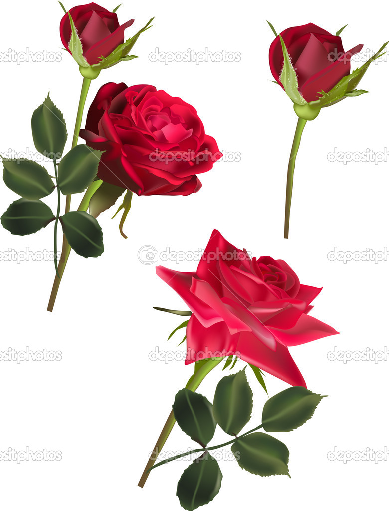 three dark red roses isolated on white