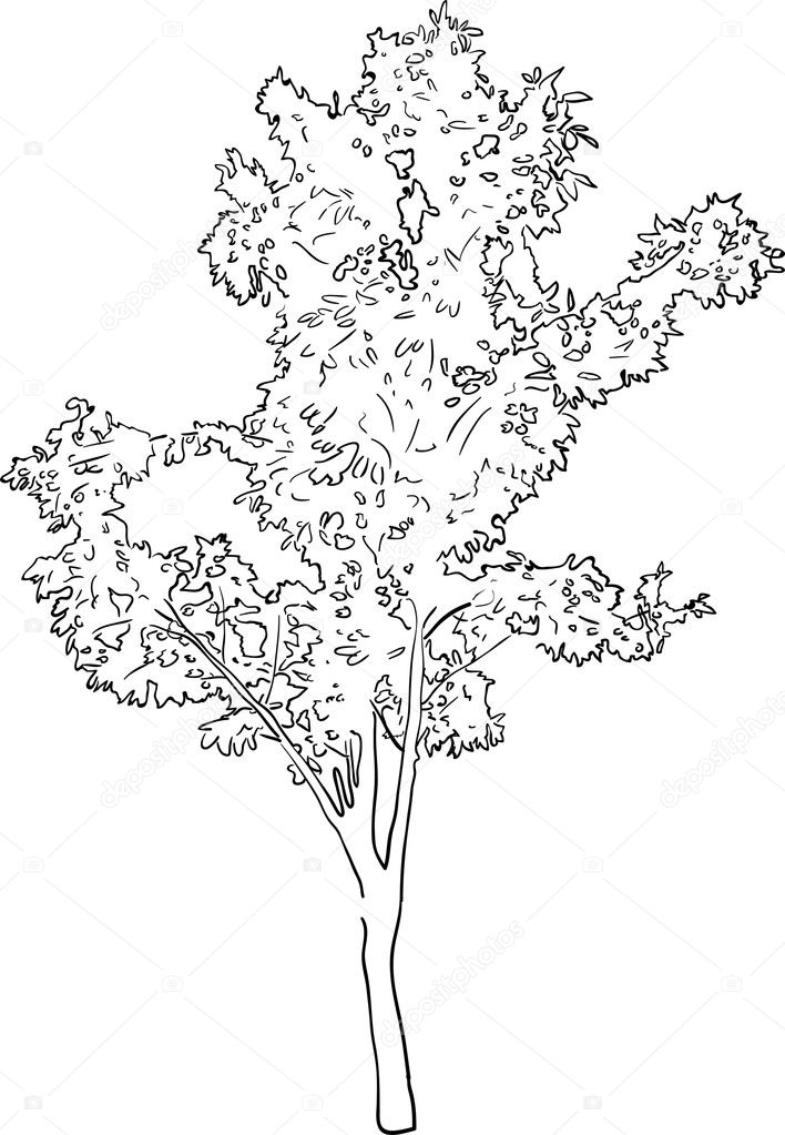 Single tree sketch on white background — Stock Vector © Dr.PAS #36752443