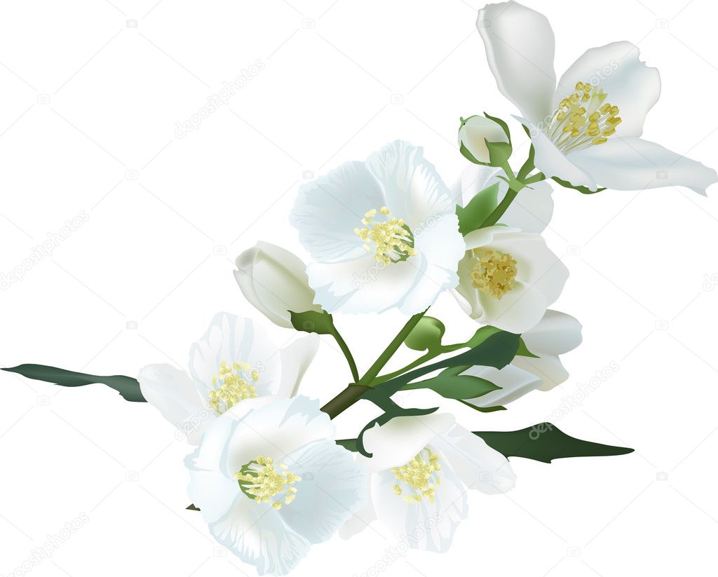 jasmin flower branch isolated on white illustration