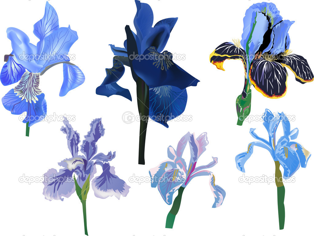 five blue isolated iris flowers