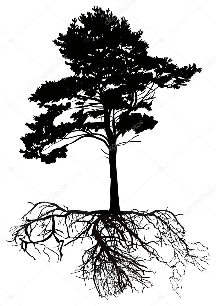isolated black pine tree with large root