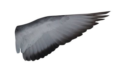 güvercinin açık iç kanadı beyaz arkaplanda izole edildi
