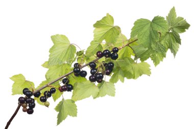 Makro izole beyaz zemin üzerine Siyah frenk üzümü Şubesi