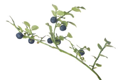 beyaz arkaplanda yaban mersini dalı izole edildi