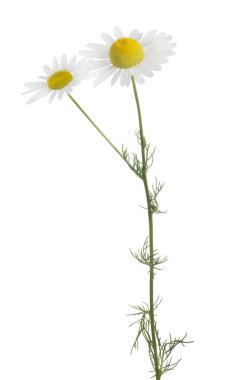 beyaz zemin üzerine ince papatya çiçeği