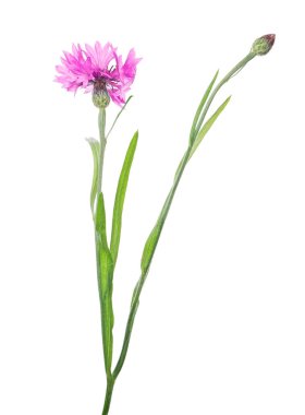 Beyaz arkaplanda izole edilmiş parlak pembe çiçek