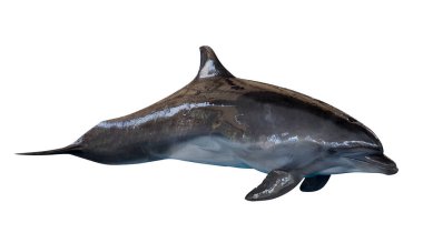 Gri dophin beyaz arkaplanda izole edildi