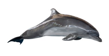 Gri dophin beyaz arkaplanda izole edildi