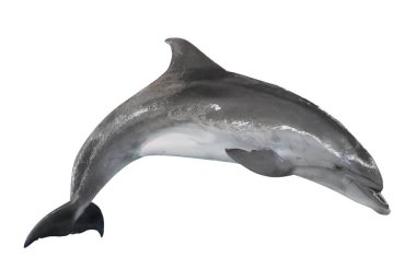 Gri dophin beyaz arkaplanda izole edildi
