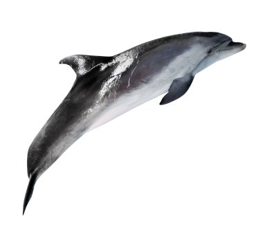 Gri dophin beyaz arkaplanda izole edildi