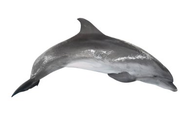 Gri dophin beyaz arkaplanda izole edildi