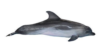 Gri dophin beyaz arkaplanda izole edildi