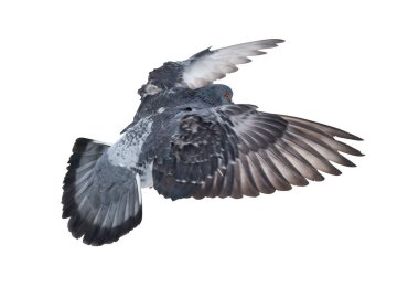 Uçan güvercin fotoğrafı beyaz arkaplanda izole edildi