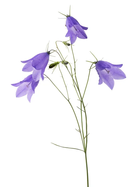 Forest Bellflower Isolated White Background — Stock Photo, Image