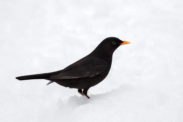 Common Blackbird Pure White Snow —  Fotos de Stock