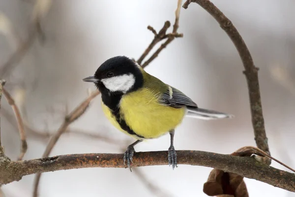 Great Tit Tree Branch Winter Forest — 스톡 사진