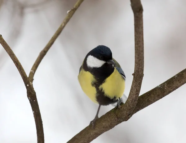 Great Tit Tree Branch Winter Forest — ストック写真